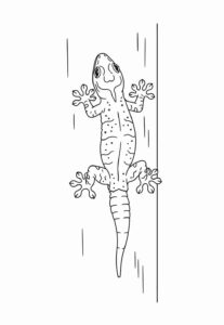 Desenho de Lagartixa Desenho Colorir Imprimir 13