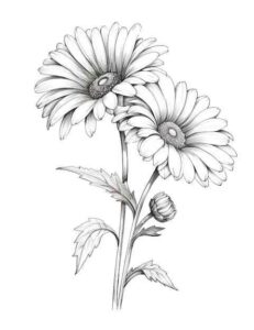 Desenho de Margarida Desenho Colorir Imprimir 12