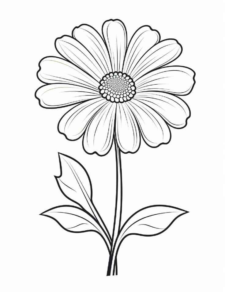 Desenho de Margarida Desenho Colorir Imprimir 25