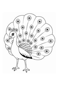 Desenho de Pavão Desenho Colorir Imprimir 15