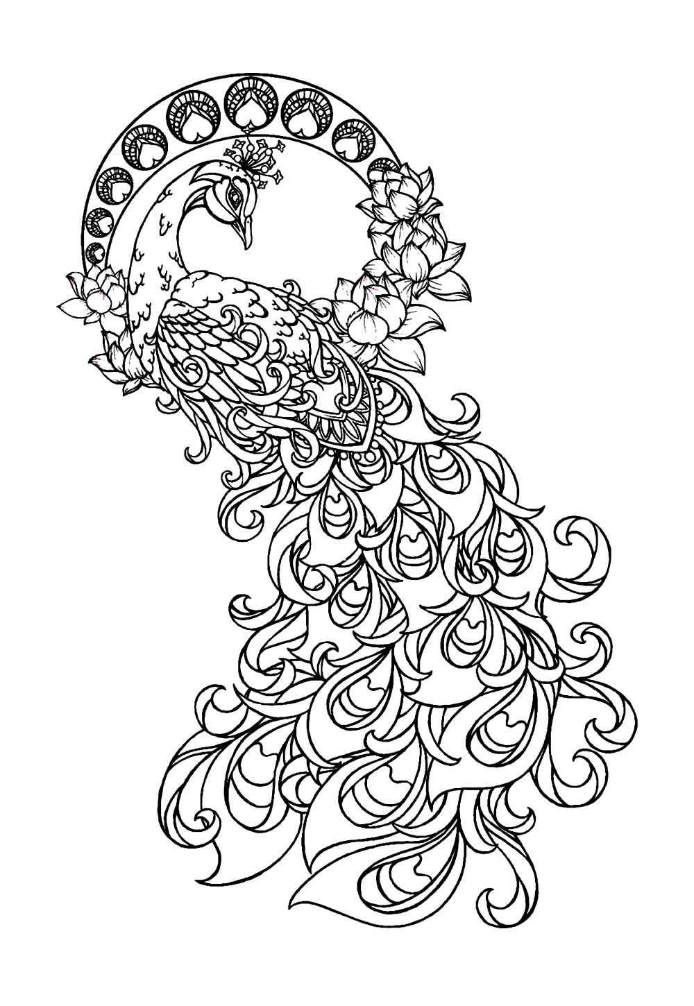 Desenho de Pavão Desenho Colorir Imprimir 16