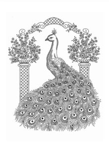 Desenho de Pavão Desenho Colorir Imprimir 17