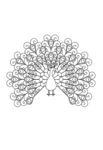 Desenho de Pavão Desenho Colorir Imprimir 20