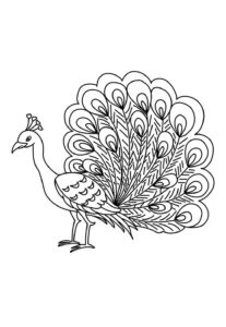 Desenho de Pavão Desenho Colorir Imprimir 22