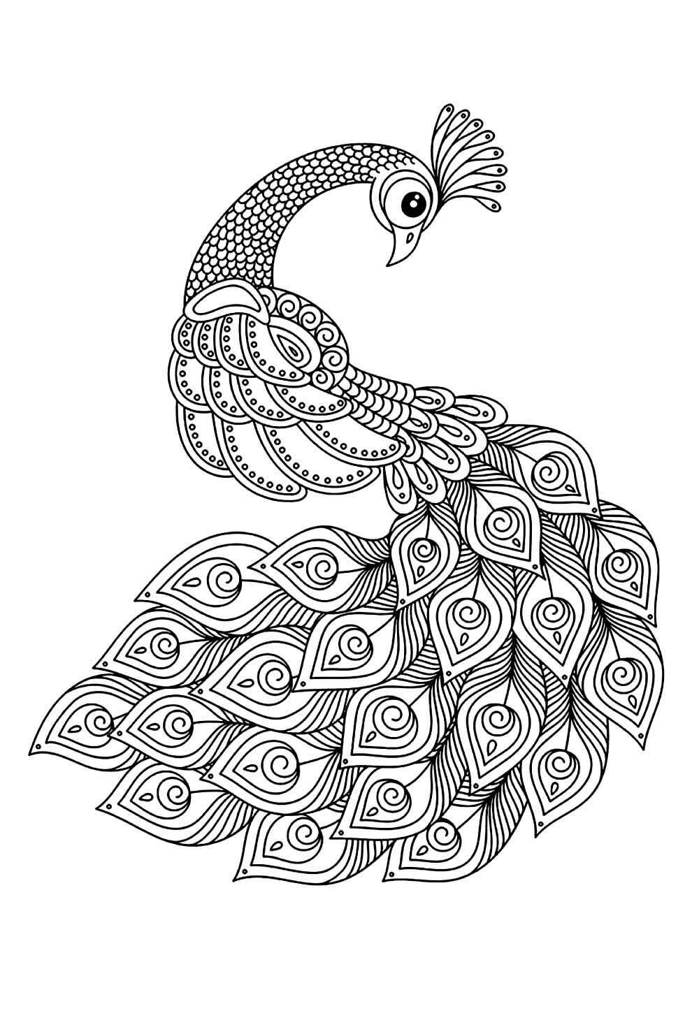 Desenho de Pavão Desenho Colorir Imprimir 29