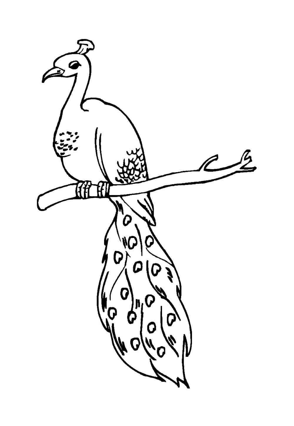 Desenho de Pavão Desenho Colorir Imprimir 30