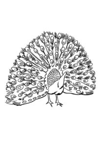 Desenho de Pavão Desenho Colorir Imprimir 40