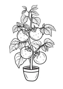 Desenho de Tomate Desenho Colorir Imprimir 12