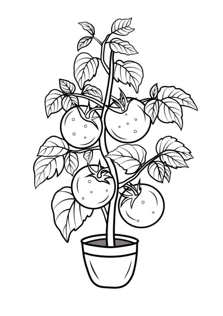 Desenho de Tomate Desenho Colorir Imprimir 12