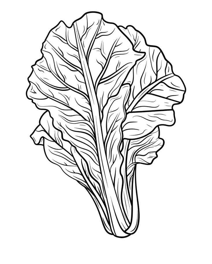 Desenho de Alface Desenho Colorir Imprimir 07