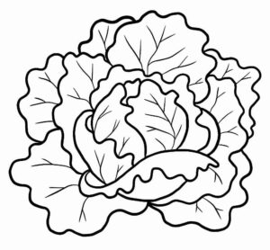 Desenho de Alface Desenho Colorir Imprimir 09