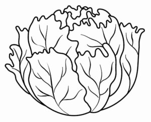 Desenho de Alface Desenho Colorir Imprimir 10