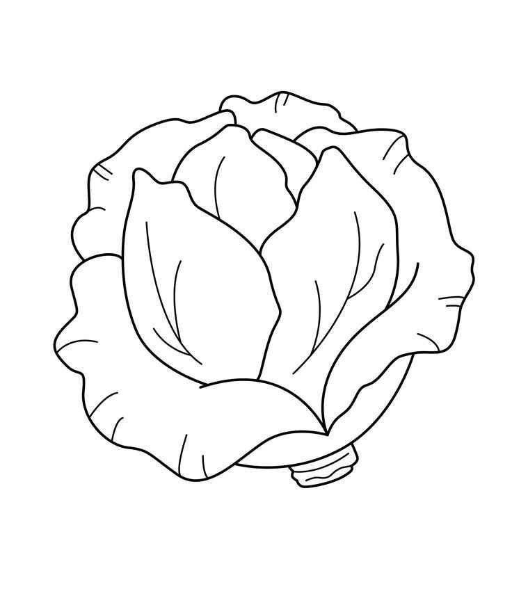 Desenho de Alface Desenho Colorir Imprimir 13