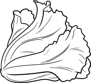 Desenho de Alface Desenho Colorir Imprimir 14