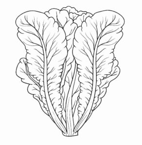 Desenho de Alface Desenho Colorir Imprimir 15