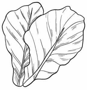 Desenho de Alface Desenho Colorir Imprimir 16