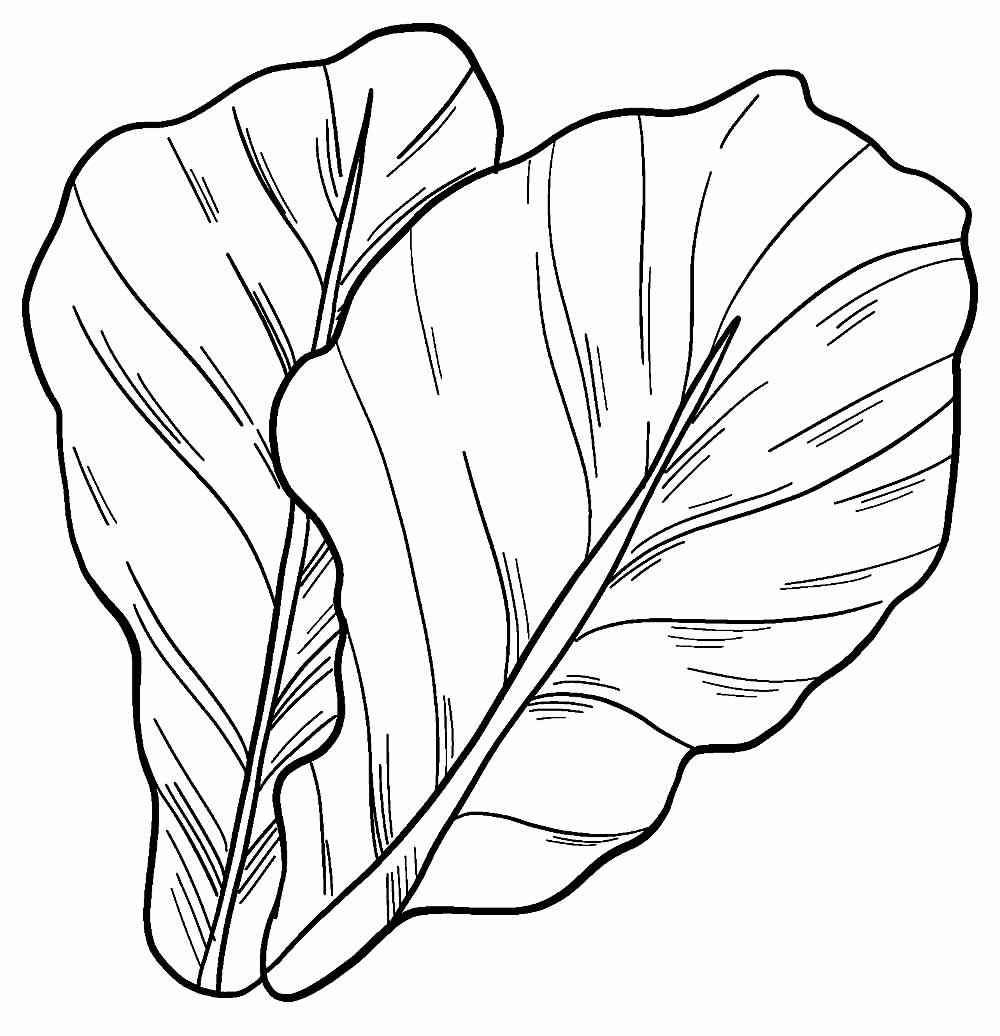 Desenho de Alface Desenho Colorir Imprimir 16