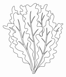 Desenho de Alface Desenho Colorir Imprimir 18