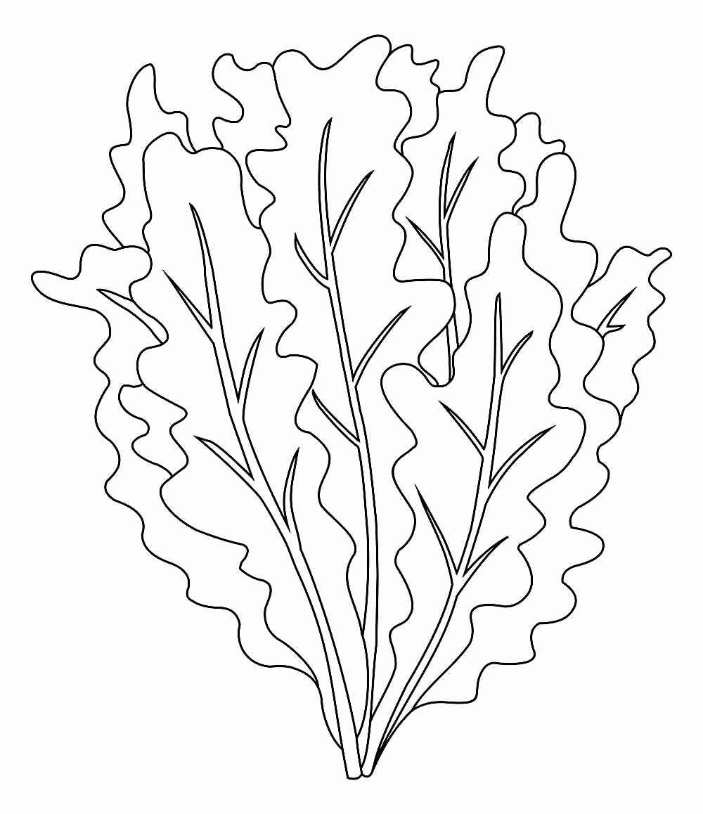 Desenho de Alface Desenho Colorir Imprimir 18