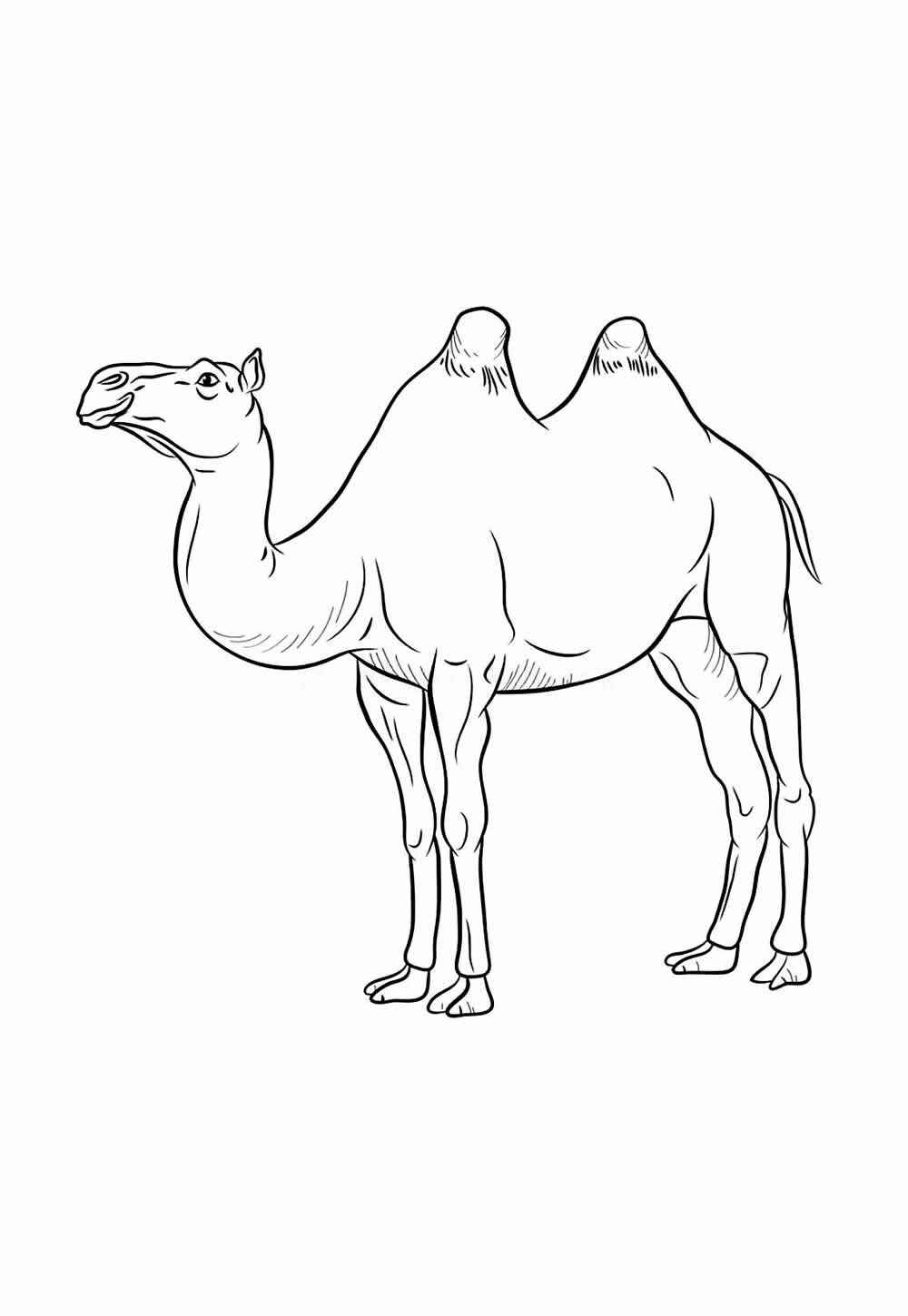 Desenho de Camelo Desenho Colorir Imprimir 14