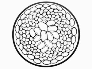 Desenho de Feijão Desenho Colorir Imprimir 02