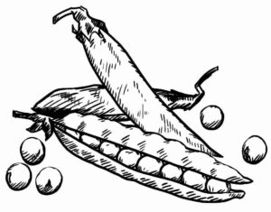 Desenho de Feijão Desenho Colorir Imprimir 16