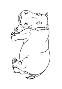 Desenho de Hipopotamo Desenho Colorir Imprimir 58