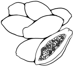 Desenho de Mamão Desenho Colorir Imprimir 09
