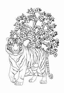 Desenho de Tigre Desenho Colorir Imprimir 004