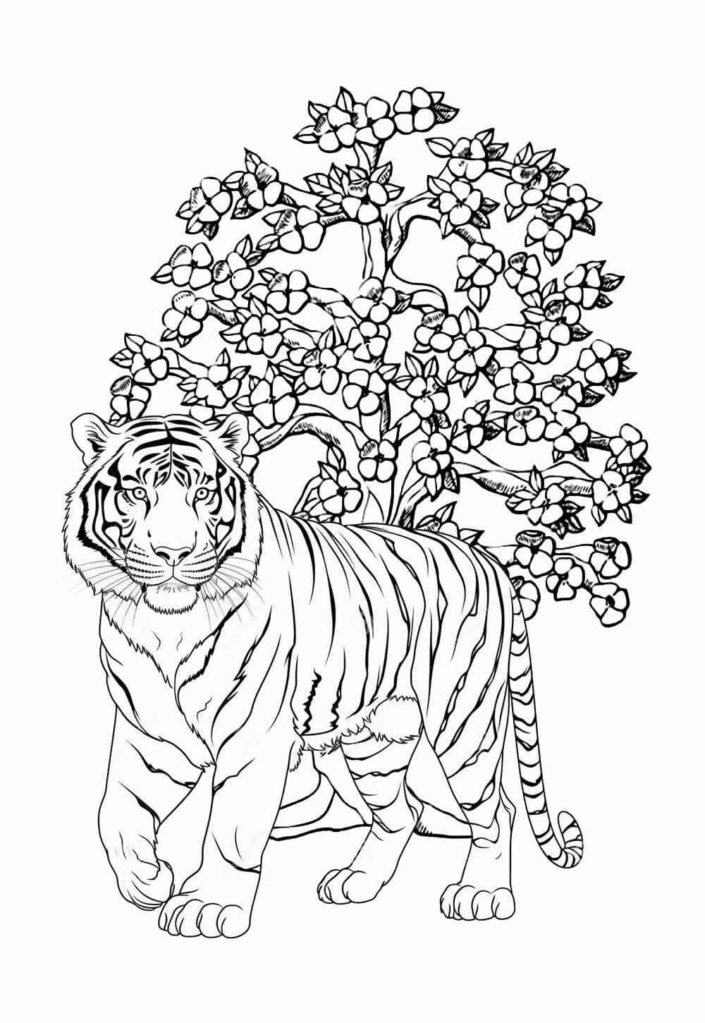 Desenho de Tigre Desenho Colorir Imprimir 004