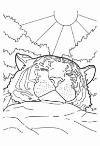 Desenho de Tigre Desenho Colorir Imprimir 007