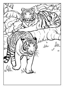 Desenho de Tigre Desenho Colorir Imprimir 009