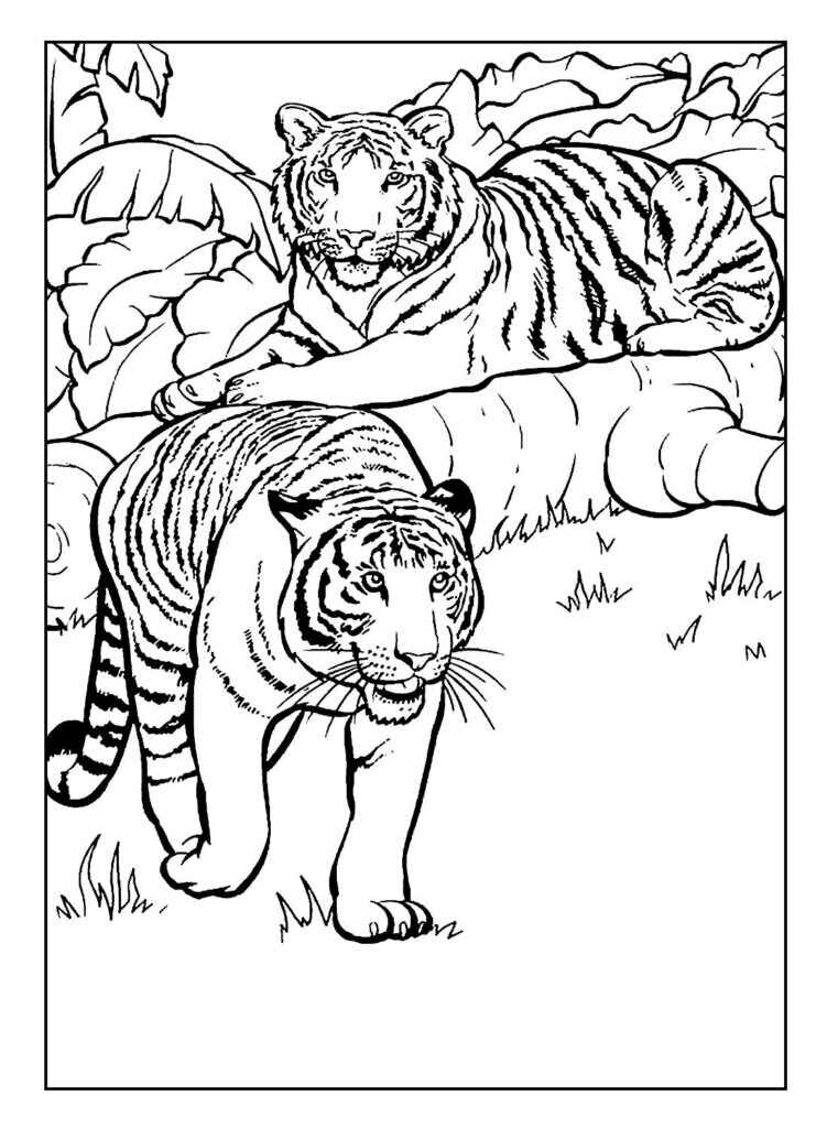 Desenho de Tigre Desenho Colorir Imprimir 009