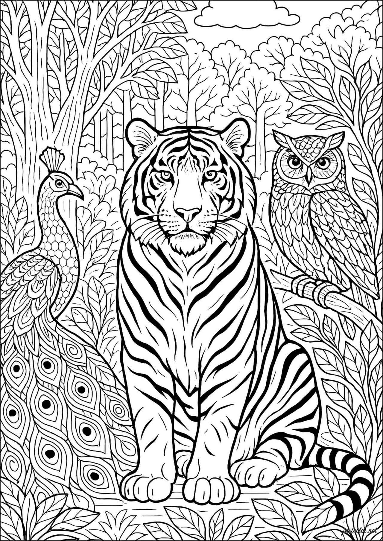 Desenho de Tigre Desenho Colorir Imprimir 039