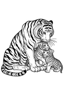 Desenho de Tigre Desenho Colorir Imprimir 048