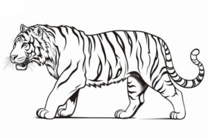 Desenho de Tigre Desenho Colorir Imprimir 056