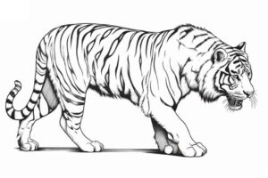 Desenho de Tigre Desenho Colorir Imprimir 057