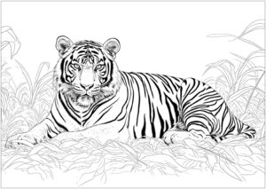 Desenho de Tigre Desenho Colorir Imprimir 095