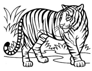 Desenho de Tigre Desenho Colorir Imprimir 100