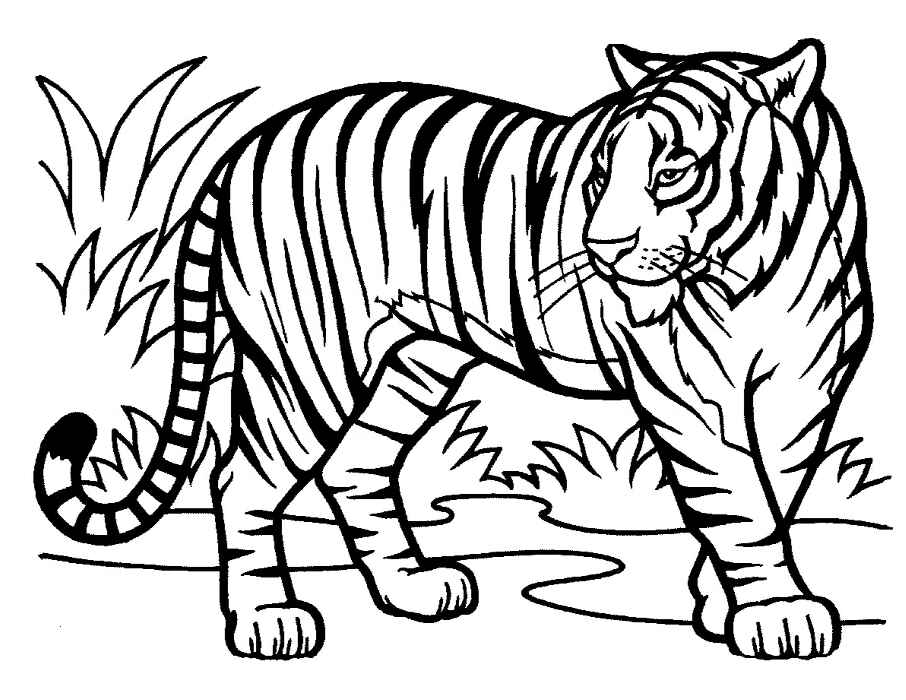 Desenho de Tigre Desenho Colorir Imprimir 100