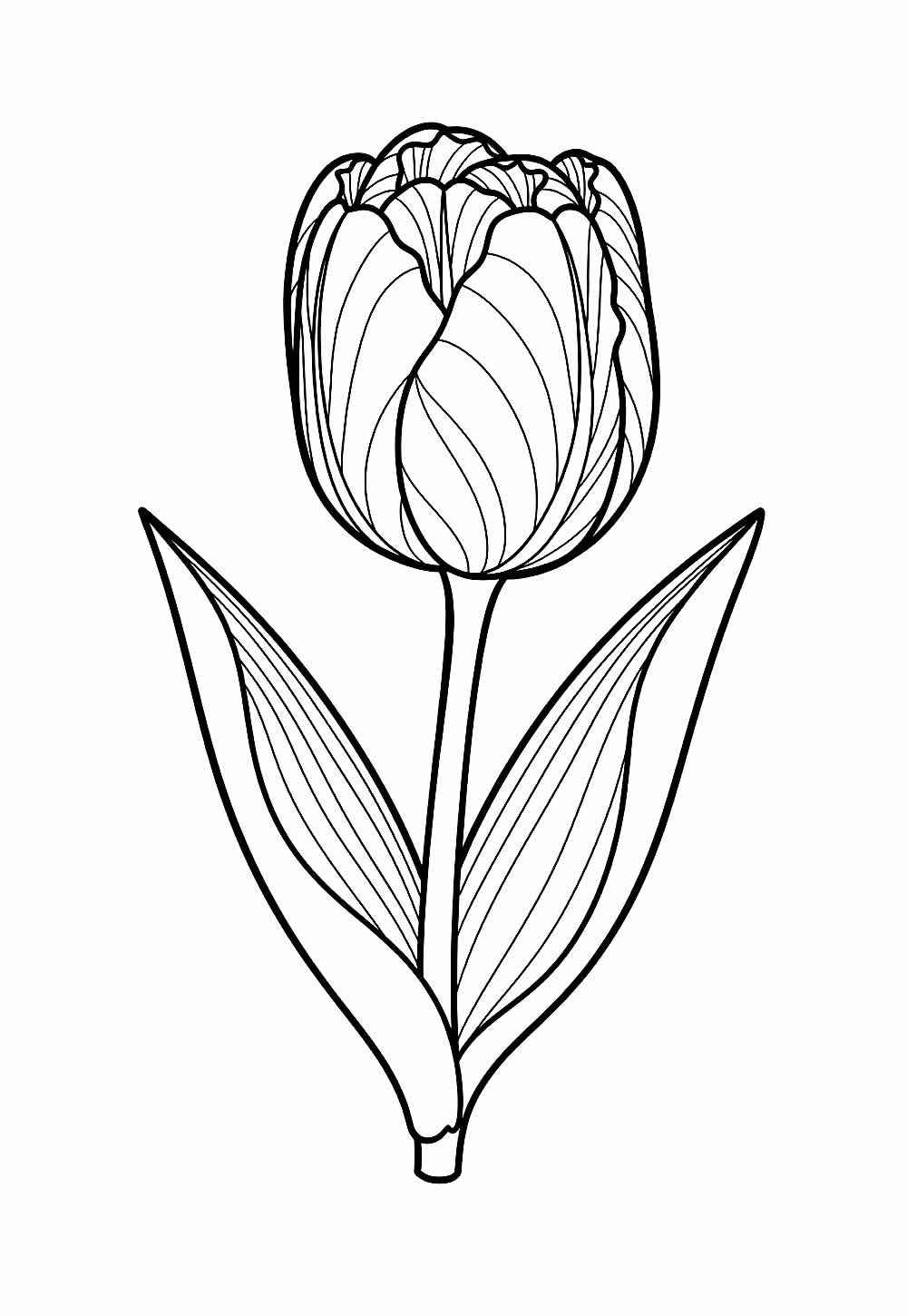 Desenho de Tulipa Desenho Colorir Imprimir 24