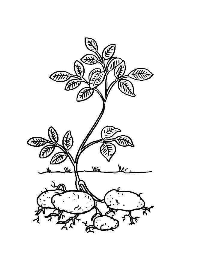 Desenho de Batata Desenho Colorir Imprimir 02