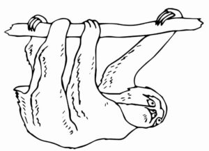 Desenho de Bicho Preguica Desenho Colorir Imprimir 30