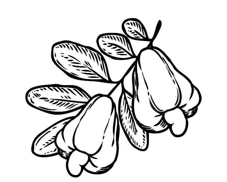 Desenho de Caju Desenho Colorir Imprimir 15