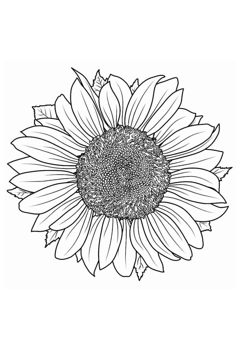 Desenho de Girassol Desenho Colorir Imprimir 25