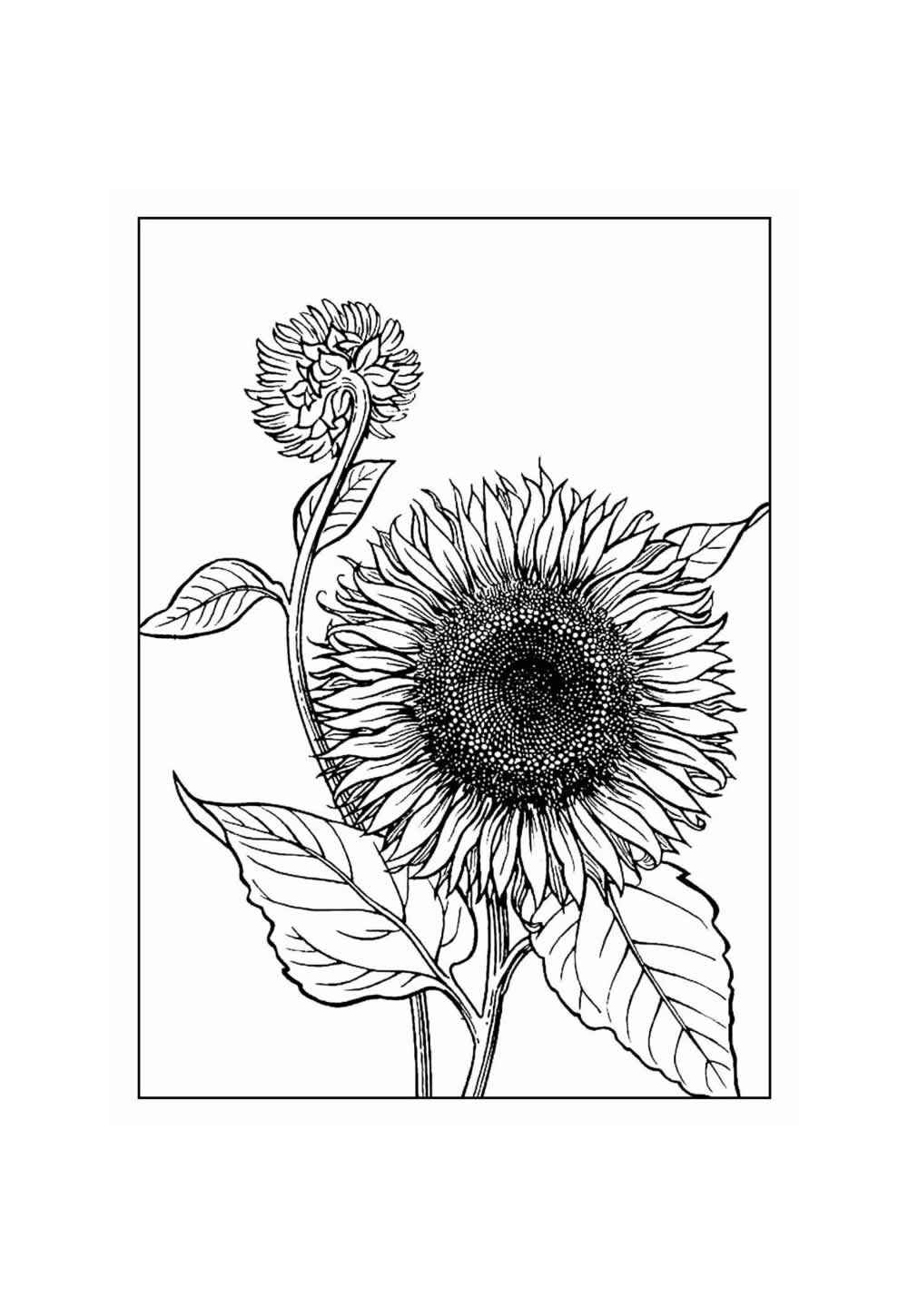 Desenho de Girassol Desenho Colorir Imprimir 29