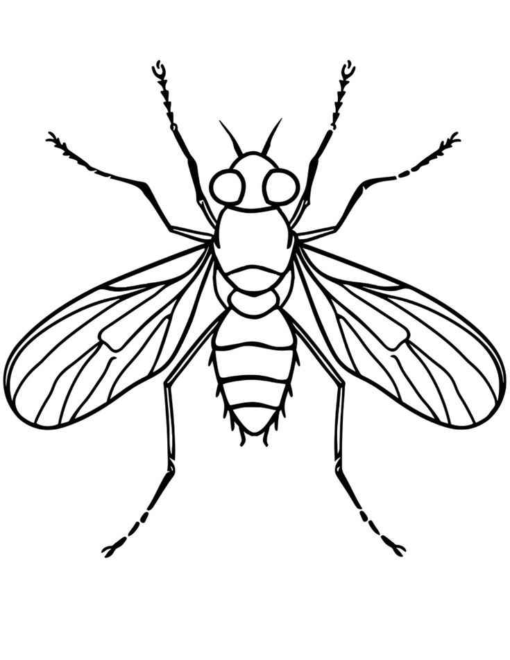 Desenho de Mosca Desenho Colorir Imprimir 01
