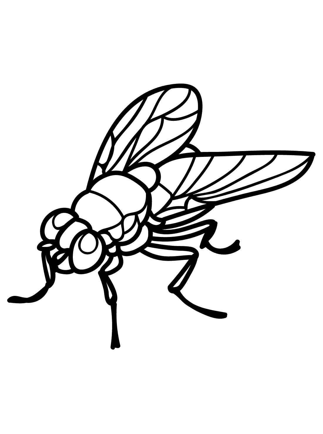 Desenho de Mosca Desenho Colorir Imprimir 02