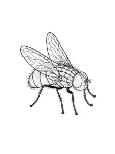 Desenho de Mosca Desenho Colorir Imprimir 04