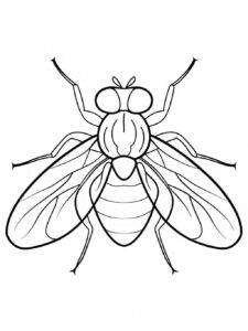 Desenho de Mosca Desenho Colorir Imprimir 10